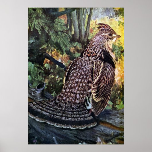 Ruffed Grouse in het bos Poster (Voorkant)
