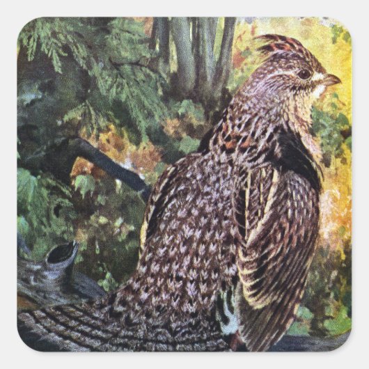 Ruffed Grouse in het bos Vierkante Sticker (Voorkant)
