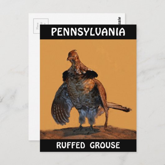 Ruffed Grouse (Pennsylvania) Briefkaart (Voorkant / Achterkant)