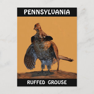 Ruffed Grouse (Pennsylvania) Briefkaart