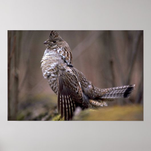 Ruffed Grouse Poster (Voorkant)