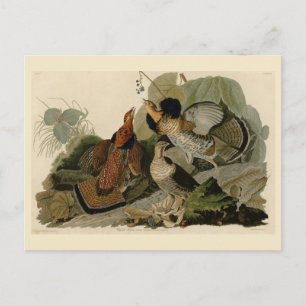 Ruffed Grouse - van de Amerikaanse vogels van Audu Briefkaart