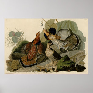 Ruffed Grouse - van de Amerikaanse vogels van Audu Poster