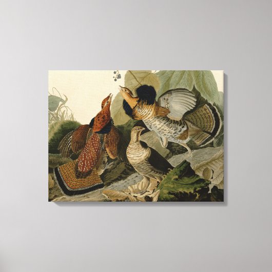 Ruffed Grouse van John Audubon Canvas Afdruk (Voorkant)