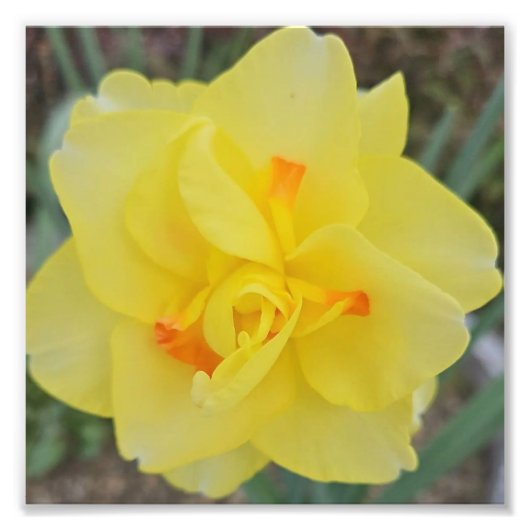 Ruffled Daffodil Foto Afdruk (Voorkant)