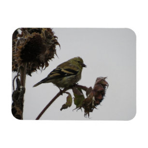 Ruffled Goldfinch op Sunflower Magnet Magneet