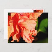 Ruffled Hibiscus Briefkaart (Voorkant / Achterkant)