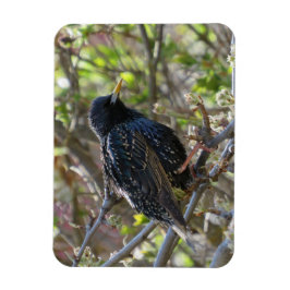 Ruffled Starling Magnet Magneet