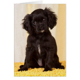 RUFFLES EEN ZWARTE CAVALIER KING CHARLES SPANIEL