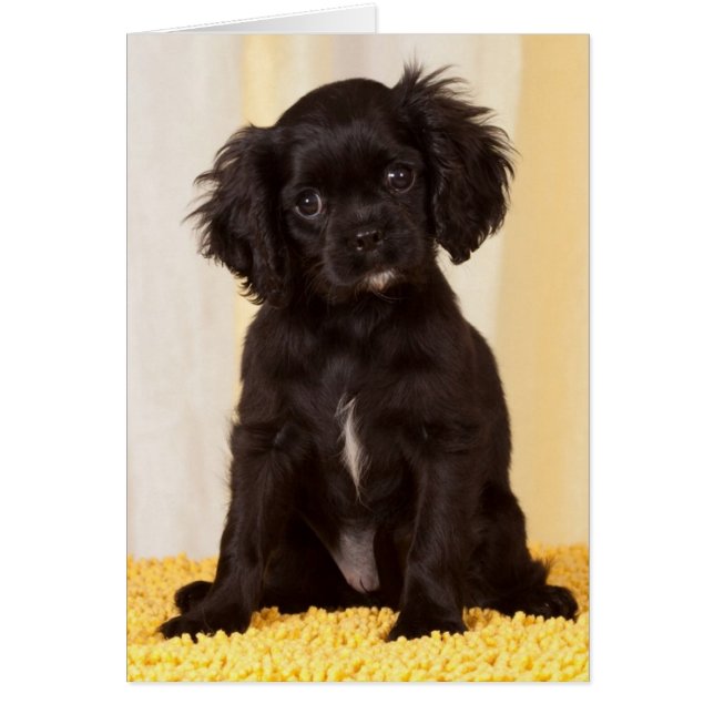 RUFFLES EEN ZWARTE CAVALIER KING CHARLES SPANIEL (Voorkant)