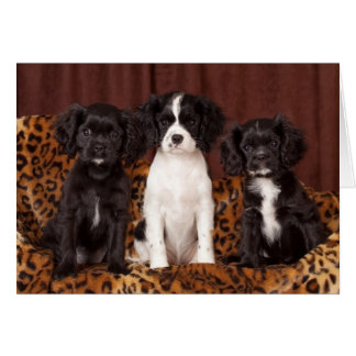 Ruffles, Micah en Ace