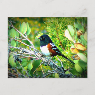 Rufins Sided Towhee Sparrow Briefkaart