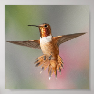 Rufous bulgbird Blank Note Kaart Poster