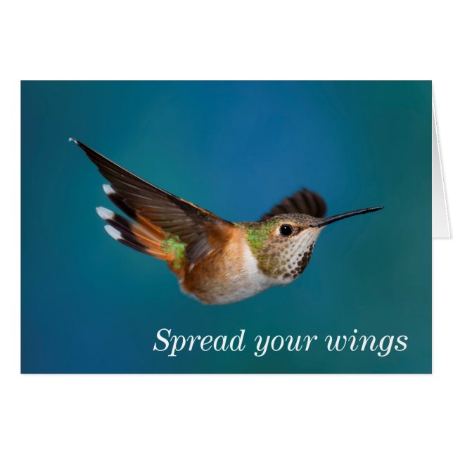 Rufous Hummingbird (Voorkant Horizontaal)