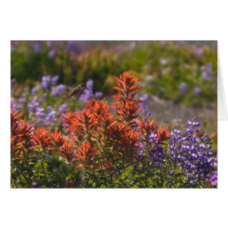 Rufous Hummingbird