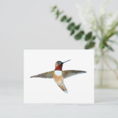 Rufous Hummingbird Briefkaart (Staand voorkant)