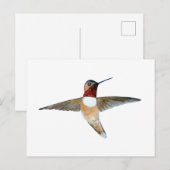 Rufous Hummingbird Briefkaart (Voorkant / Achterkant)