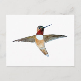Rufous Hummingbird Briefkaart