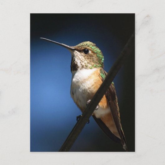 Rufous Hummingbird - Briefkaarten (Voorkant)