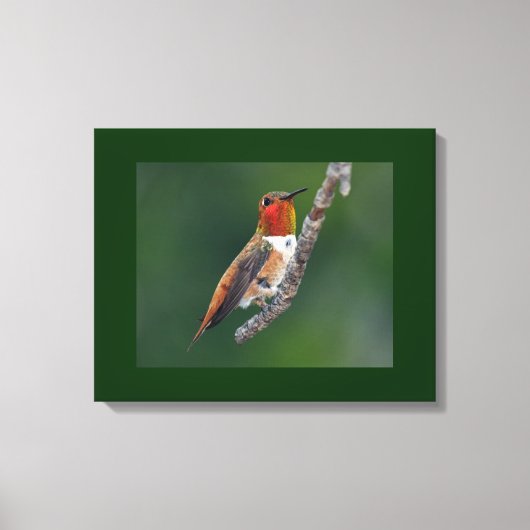 Rufous Hummingbird Canvas Afdruk (Voorkant)