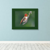 Rufous Hummingbird Canvas Afdruk (Insitu (Houten vloer))