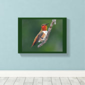 Rufous Hummingbird Canvas Afdruk (Insitu (Houten vloer))