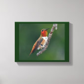 Rufous Hummingbird Canvas Afdruk (Voorkant)