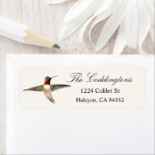 Rufous Hummingbird Etiket (Insitu)