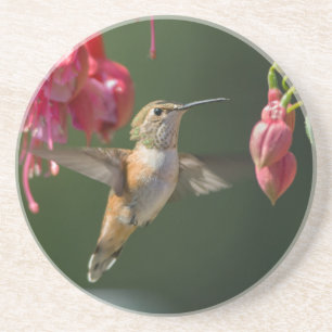 Rufous Hummingbird feed on a Fuchsia Zandsteen Onderzetter