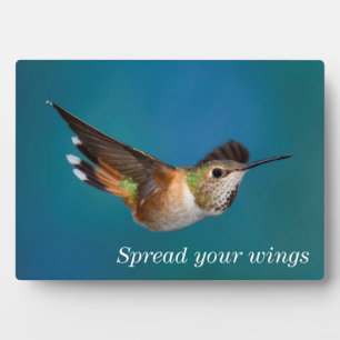 Rufous Hummingbird Fotoplaat