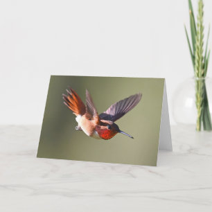 Rufous Hummingbird in Flight Kaart