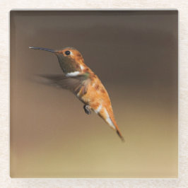 Rufous Hummingbird in vlucht Glazen Onderzetter