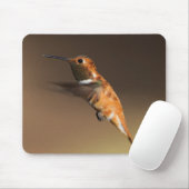 Rufous Hummingbird in vlucht Muismat (Met muis)