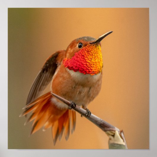 Rufous Hummingbird met Ruffled Feathers Poster (Voorkant)