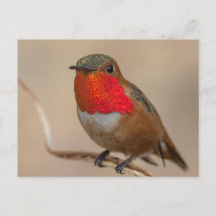 Rufous Hummingbird met spectaculaire Oranje Throat Briefkaart