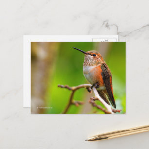Rufous Hummingbird on Plum Tree Briefkaart