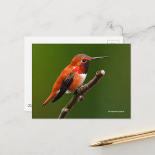 Rufous Hummingbird op de Cherry Tree Briefkaart