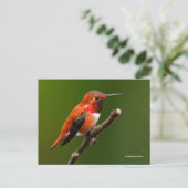 Rufous Hummingbird op de Cherry Tree Briefkaart (Staand voorkant)