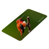 Rufous Hummingbird op de Cherry Tree Magneet (Linkerzijde)