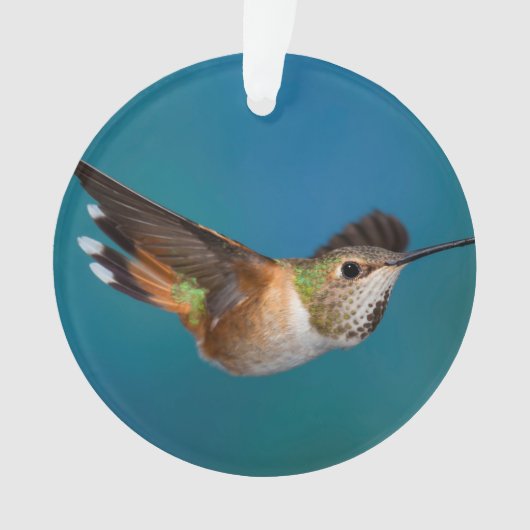 Rufous Hummingbird Ornament (voorkant)