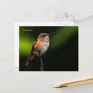Rufous Hummingbird Perches op fruitbomen Briefkaart