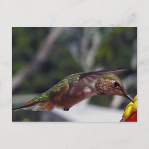 Rufous Hummingbird - Post Kaart