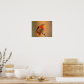 Rufous Hummingbird & Ruffled Feathers Poster (Keuken)