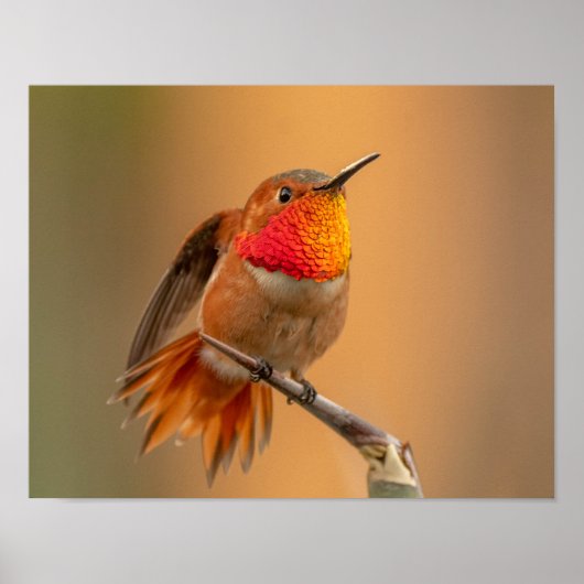 Rufous Hummingbird & Ruffled Feathers Poster (Voorkant)