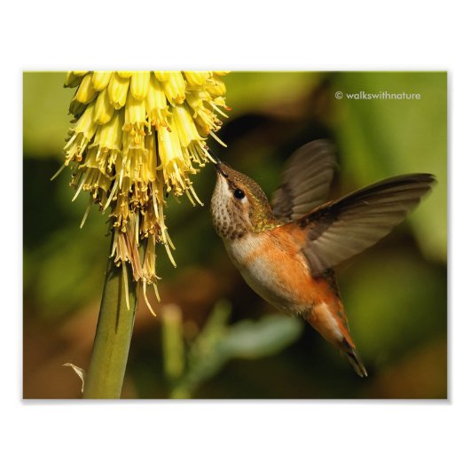 Rufous Hummingbird Sipping Kniphofia Nectar Foto Afdruk (Voorkant)