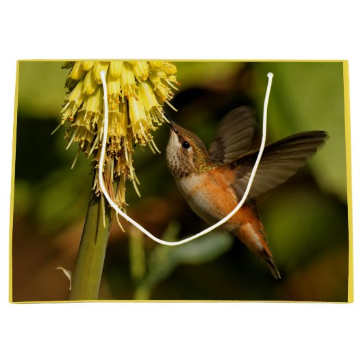 Rufous Hummingbird Sipping Kniphofia Nectar Groot Cadeauzakje (Voorkant)