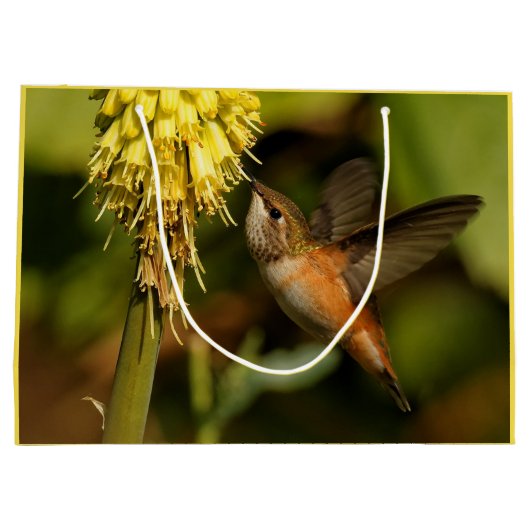 Rufous Hummingbird Sipping Kniphofia Nectar Groot Cadeauzakje (Achterkant)