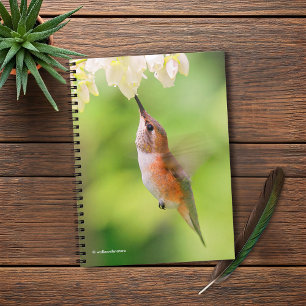 Rufous Hummingbird Sips Blueberry Blossom Nectar Notitieboek