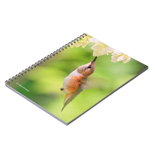 Rufous Hummingbird Sips Blueberry Blossom Nectar Notitieboek (Linkerzijde)