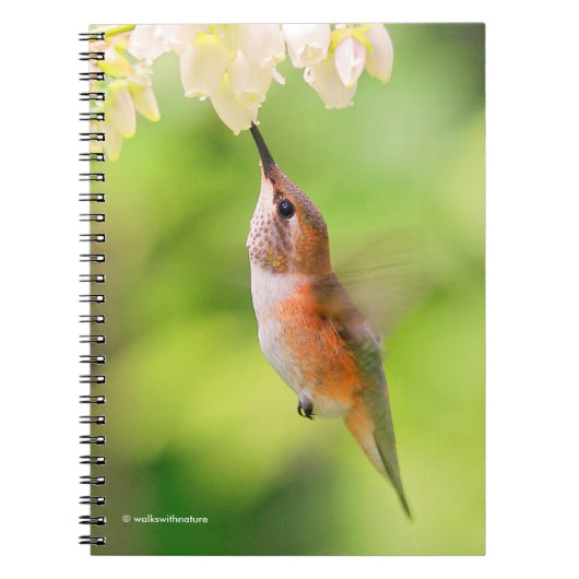 Rufous Hummingbird Sips Blueberry Blossom Nectar Notitieboek (Voorkant)